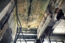 Mold Odor Removal Services